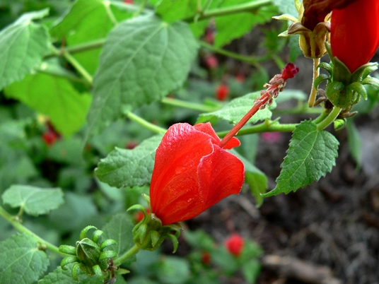 {Malvaviscus drummondii}